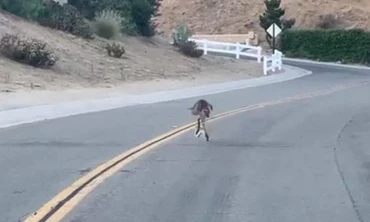 Rắn đuôi chuông tung đòn khiến linh miêu nhảy cẫng