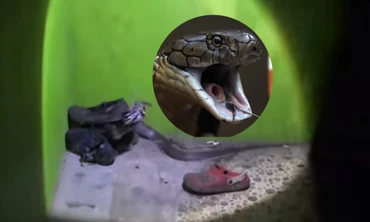 VIDEO: Kinh hãi phát hiện con rắn hung dữ gần 2 mét trong giày 