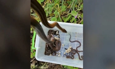 VIDEO: Kinh hãi phát hiện 26 con rắn trên gác nhà