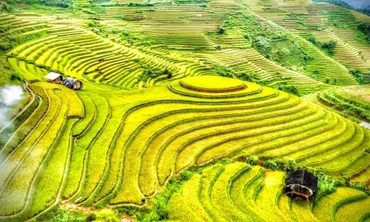 Đẹp nao lòng 'mùa vàng' Tây Bắc 