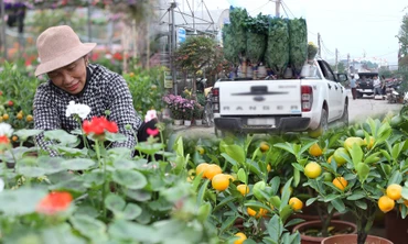 Làng hoa lớn nhất Hưng Yên rực rỡ sắc màu đón tết Giáp Thìn