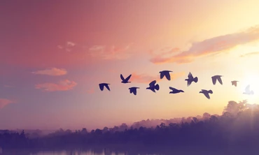 Vì sao loài chim biết chính xác đường đi?