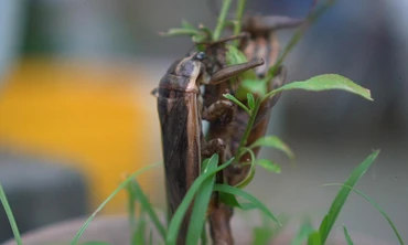 Chàng trai Hà Nội bỏ túi nửa tỉ mỗi năm nhờ nuôi con đặc sản