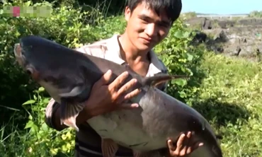 Hàng trăm người đua nhau bắt cá to dưới đập hồ Trị An