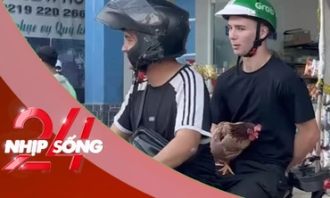 NHỊP SỐNG 24: Kỳ lạ khách nước ngoài ôm gà đi khắp nơi