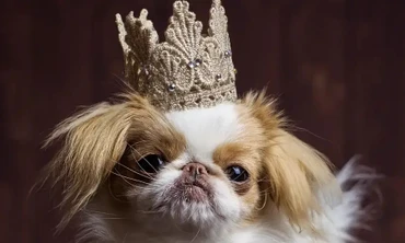 Tỷ phú tuyển "bảo mẫu" cho thú cưng với mức lương hơn 3 tỷ đồng