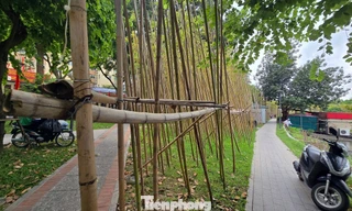 Rừng trúc bên hồ Trúc Bạch nhiều cây chết như củi khô, người dân tiếc nuối