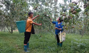 Chuyện áp dụng khoa học kỹ thuật để thoát nghèo ở xã vùng cao của Lào Cai