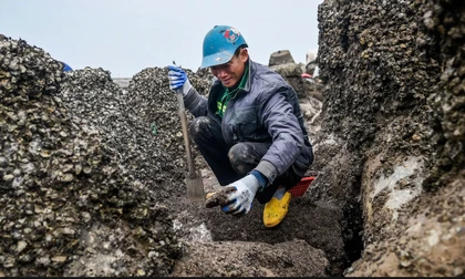 Mưu sinh trên bãi biển giữa cái lạnh tê cứng chân tay