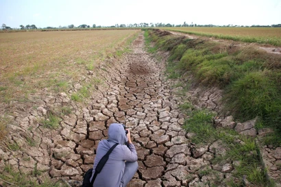 Xâm nhập mặn có thể vào sâu nhất 70km ở ĐBSCL