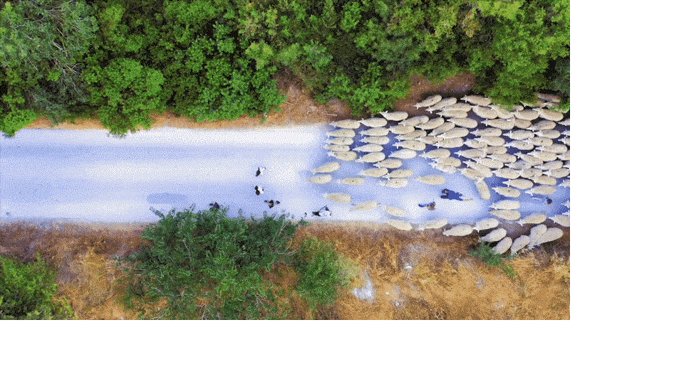 Hơn 1.000 con cừu di chuyển trên cánh đồng như nước chảy trong video tua nhanh.