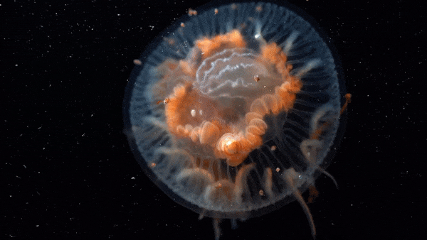 Loài sứa dưới lớp băng Nam Cực được ghi lại đẹp mê hồn.