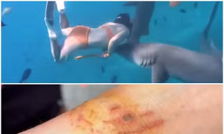 'Hot clip' một du khách Trung Quốc bị cá mập cắn khi đang lặn ở Maldives được lan truyền rộng rãi