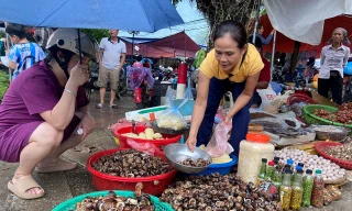 Tò mò về loài ốc 'thuốc bổ' trên rừng