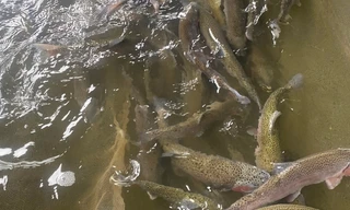 'Cá Trung Quốc giá rẻ về nhiều lắm', câu nói khiến người nuôi cá tầm ở Lào Cai lao đao