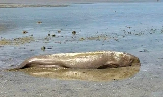 Bò biển quý hiếm mắc cạn, chết sau nỗ lực cứu hộ bất thành của người dân