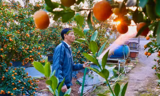 'Thủ phủ' quất, bưởi cảnh Văn Giang tất bật chuẩn bị vụ Tết 