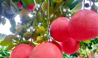 Sặc sỡ bưởi đỏ 'tiến vua' vào vụ Tết 
