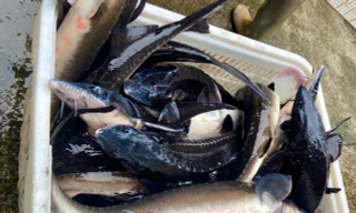 Cá 'nhà giàu' rớt giá đến khó tin