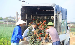 Hà Nội: Thủ phủ hoa Mê Linh 'chạy nước rút' vụ Tết