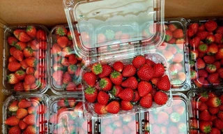 Dâu tây 'nhuộm đỏ' nhiều chợ ở Thủ đô, giá rẻ chưa từng có