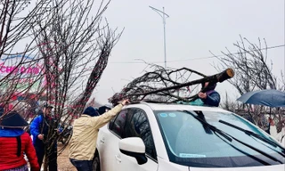 Chở đào Tết trên nóc ô tô: Lưu ý để đảm bảo an toàn và không sai luật
