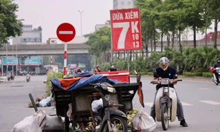 Dừa xiêm 7.000 đồng bán tràn ngập Hà Nội