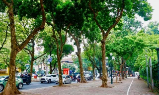 Cảnh lạ trên con đường lãng mạn đông ‘nàng thơ’ nhất Hà Nội