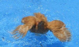 Chuyện gì sẽ xảy ra nếu thả một chú gà xuống nước?