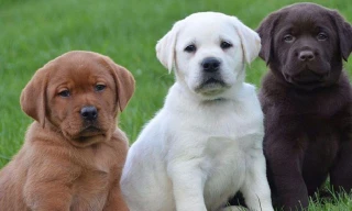 Hai giống chó thân thiện với trẻ em nhất thế giới