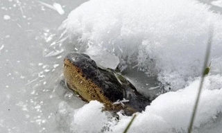 Cá sấu nhô mũi lên mặt băng.