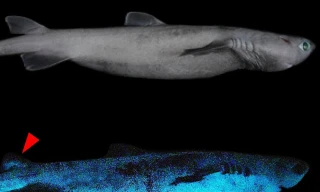 Cá mập nhỏ phát sáng.