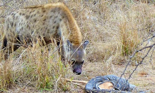 Linh cẩu cướp mồi của trăn.