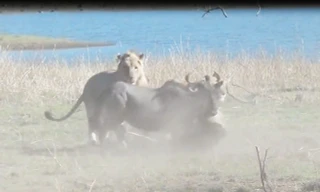VIDEO: Đàn sư tử cùng nhau xử tử linh dương đầu bò