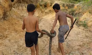 Clip: Rùng mình với cảnh 2 cậu bé bắt sống trăn