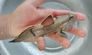 Top 8 loài động vật thú vị và kỳ lạ nhất Việt Nam 