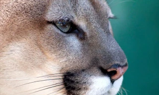 Báo Florida, loài sư tử có cái đuôi thỏ