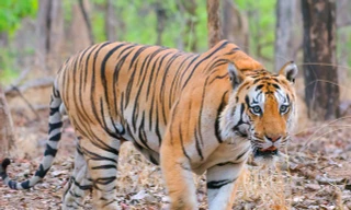 Hổ đực đánh dằn mặt đối thủ để bảo vệ lãnh thổ