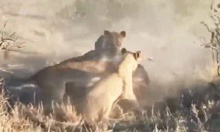 Ghê rợn cảnh đàn sư tử xé xác lợn rừng