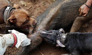 Đàn pitbull tử chiến lợn rừng