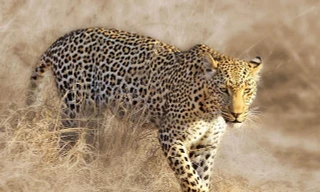 Báo hoa mai bóc vỏ cây để săn cú mèo