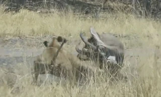 VIDEO: Màn giao chiến ác liệt giữa linh dương với sư tử