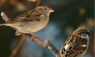 Chim sẻ đã tiến hóa như thế nào trong xã hội loài người?