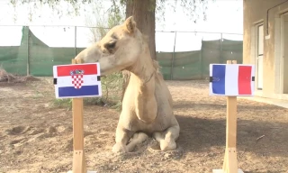 Lạc đà Shaheen dự đoán Croatia sẽ đánh bại Pháp để lên ngôi vô địch World Cup 2018.