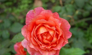 Khám phá những giống hoa hồng đẹp nhất thế giới