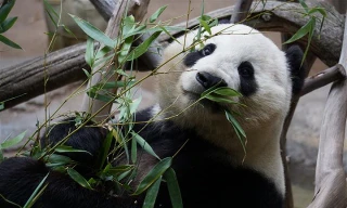 Top 10 loài động vật lười biếng nhất thế giới 