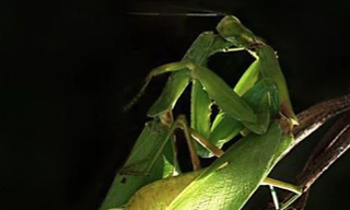 Những loài động vật ăn thịt bạn tình sau khi giao phối