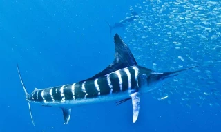 Top 10 loài cá bơi nhanh nhất thế giới 