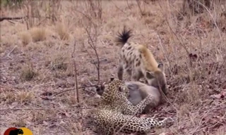 Linh cẩu đến 'ăn chực' bữa trưa của báo 