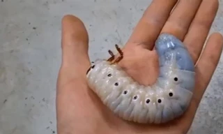 Tận mục quá trình lột xác của bọ cánh cứng khổng lồ